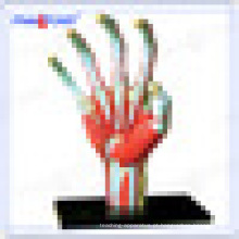 PNT-7002 educacional mão Humano osso modelo de brinquedo anatômico